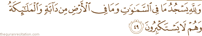 وَلِلَّهِ يَسْجُدُ مَا فِي السَّمَاوَاتِ وَمَا فِي الْأَرْضِ مِنْ دَابَّةٍ وَالْمَلَائِكَةُ وَهُمْ لَا يَسْتَكْبِرُونَ