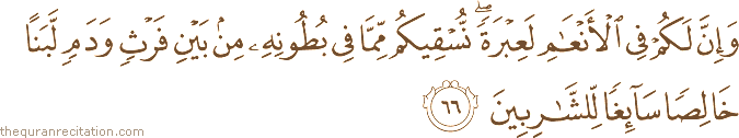 وَإِنَّ لَكُمْ فِي الْأَنْعَامِ لَعِبْرَةً ۖ نُسْقِيكُمْ مِمَّا فِي بُطُونِهِ مِنْ بَيْنِ فَرْثٍ وَدَمٍ لَبَنًا خَالِصًا سَائِغًا لِلشَّارِبِينَ