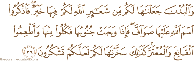 وَالْبُدْنَ جَعَلْنَاهَا لَكُمْ مِنْ شَعَائِرِ اللَّهِ لَكُمْ فِيهَا خَيْرٌ ۖ فَاذْكُرُوا اسْمَ اللَّهِ عَلَيْهَا صَوَافَّ ۖ فَإِذَا وَجَبَتْ جُنُوبُهَا فَكُلُوا مِنْهَا وَأَطْعِمُوا الْقَانِعَ وَالْمُعْتَرَّ ۚ كَذَٰلِكَ سَخَّرْنَاهَا لَكُمْ لَعَلَّكُمْ تَشْكُرُونَ