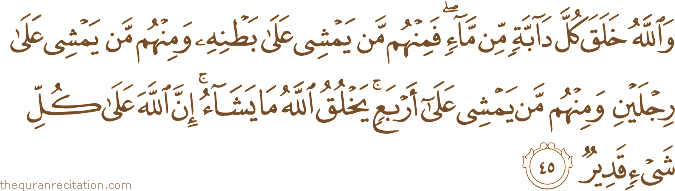 وَاللَّهُ خَلَقَ كُلَّ دَابَّةٍ مِنْ مَاءٍ ۖ فَمِنْهُمْ مَنْ يَمْشِي عَلَىٰ بَطْنِهِ وَمِنْهُمْ مَنْ يَمْشِي عَلَىٰ رِجْلَيْنِ وَمِنْهُمْ مَنْ يَمْشِي عَلَىٰ أَرْبَعٍ ۚ يَخْلُقُ اللَّهُ مَا يَشَاءُ ۚ إِنَّ اللَّهَ عَلَىٰ كُلِّ شَيْءٍ قَدِيرٌ