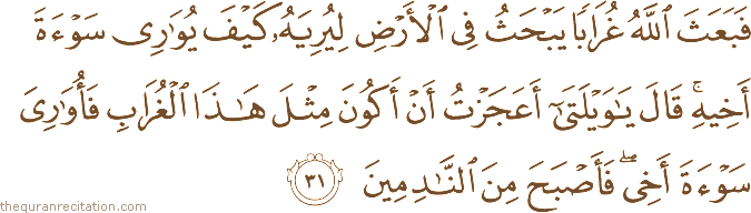 فَبَعَثَ اللَّهُ غُرَابًا يَبْحَثُ فِي الْأَرْضِ لِيُرِيَهُ كَيْفَ يُوَارِي سَوْءَةَ أَخِيهِ ۚ قَالَ يَا وَيْلَتَا أَعَجَزْتُ أَنْ أَكُونَ مِثْلَ هَٰذَا الْغُرَابِ فَأُوَارِيَ سَوْءَةَ أَخِي ۖ فَأَصْبَحَ مِنَ النَّادِمِينَ