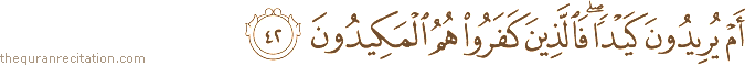 أَمْ يُرِيدُونَ كَيْدًا ۖ فَالَّذِينَ كَفَرُوا هُمُ الْمَكِيدُونَ